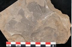 Foto (Detailansicht) von Taeniopteris moravica Ettingshausen (NHMW-GEO-2024-0188-10931)